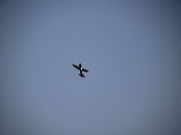 fliegen0903 40